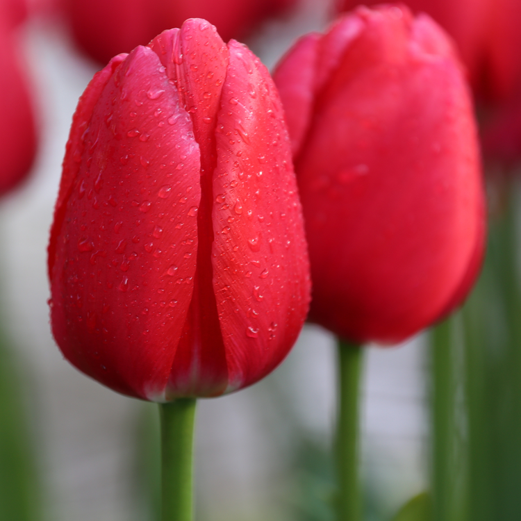 Tulip Darwin Hybrid Cherry Delight