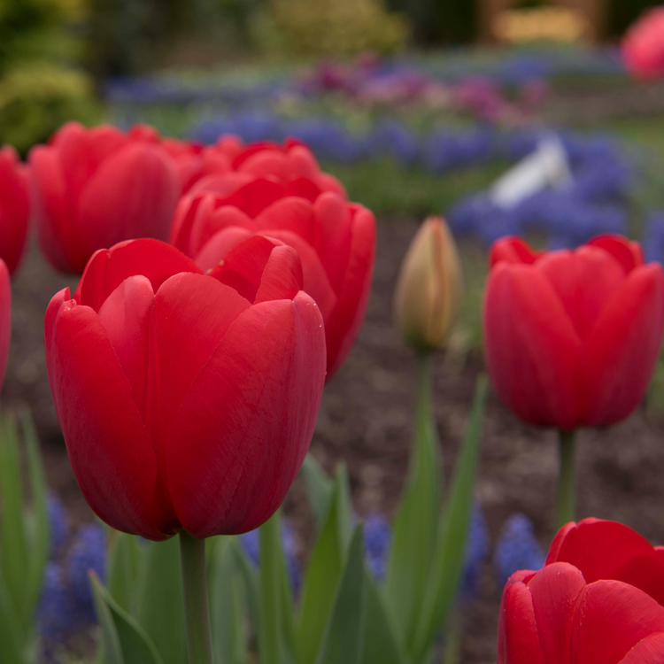 Tulip Darwin Hybrid Comeback