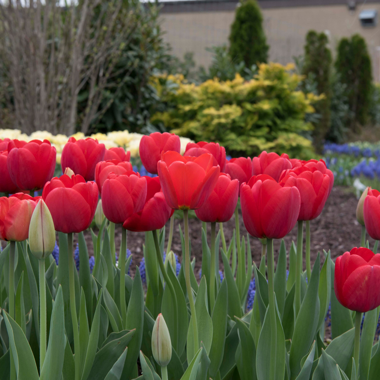 Tulip Darwin Hybrid Comeback