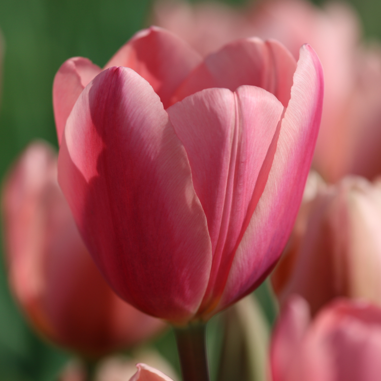 Tulip Darwin Hybrid Cosmopolitan
