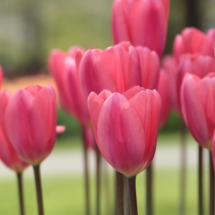 Tulip Darwin Hybrid Cosmopolitan