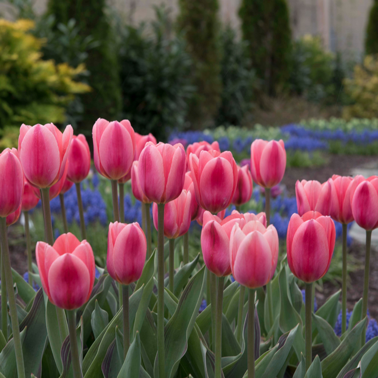 Tulip Darwin Hybrid Cosmopolitan