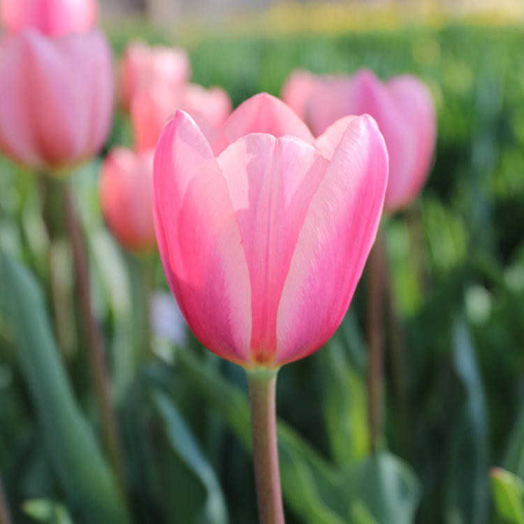 Tulip Darwin Hybrid Cosmopolitan