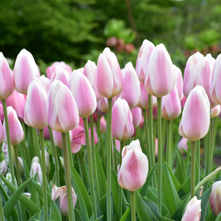 Tulip Darwin Hybrid Apricot Delight