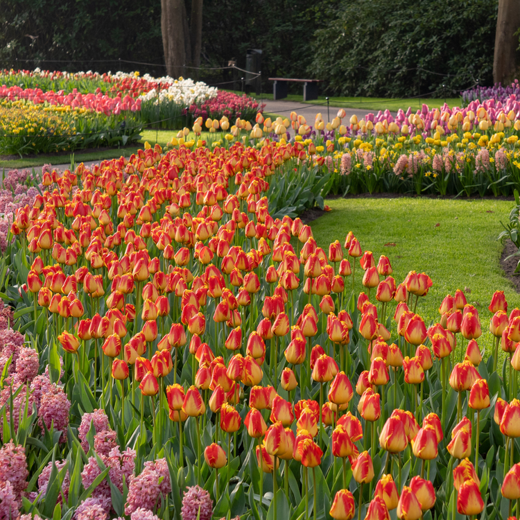 Tulip Darwin Hybrid Banja Luka