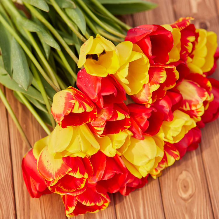 Tulip Darwin Hybrid Banja Luka