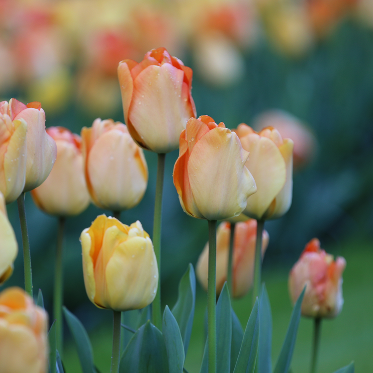 Tulip Darwin Hybrid Daydream
