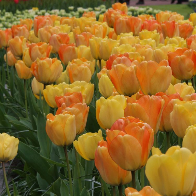 Tulip Darwin Hybrid Daydream