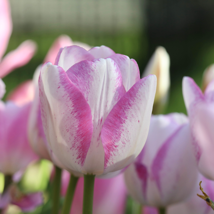 Tulip Triumph Del Piero