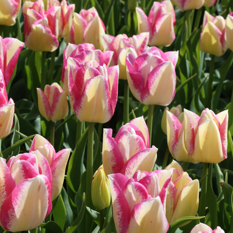 Tulip Triumph Del Piero