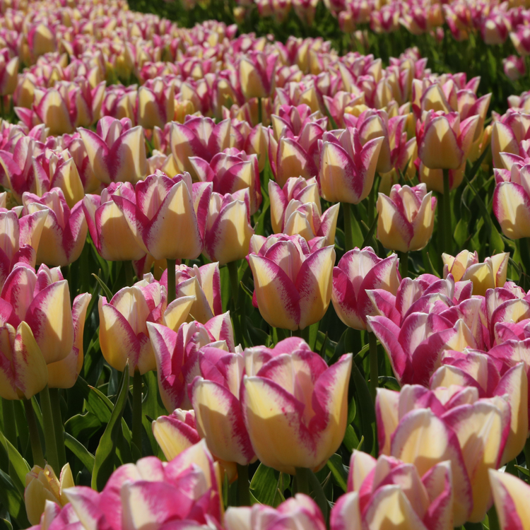 Tulip Triumph Del Piero
