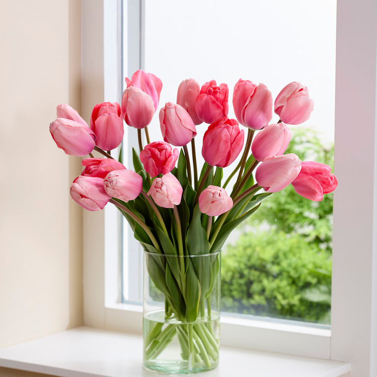 Tulip Darwin Hybrid Design Impression