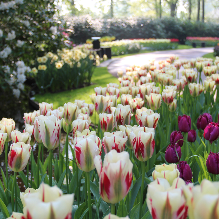 Tulip Viridiflora Flaming Spring Green