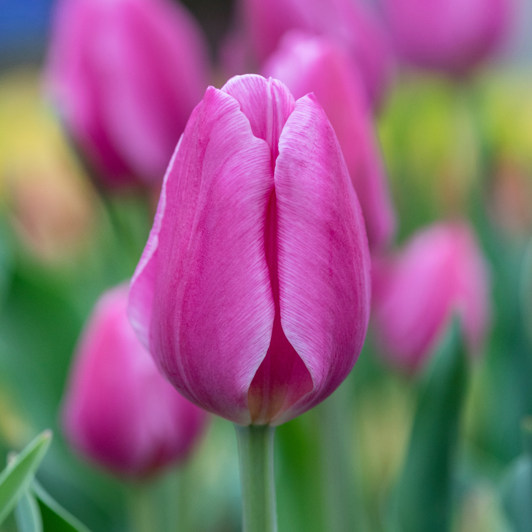 Tulip Triumph Early Glory