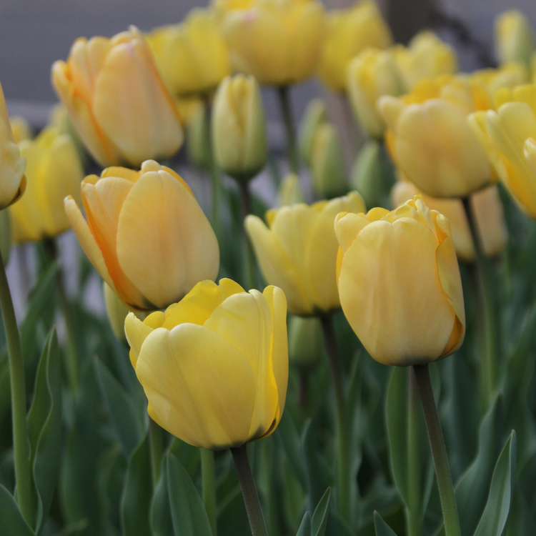Tulip Darwin Hybrid Golden Parade