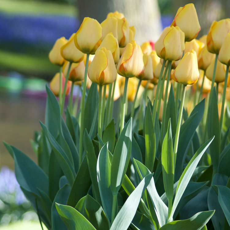 Tulip Darwin Hybrid Golden Parade