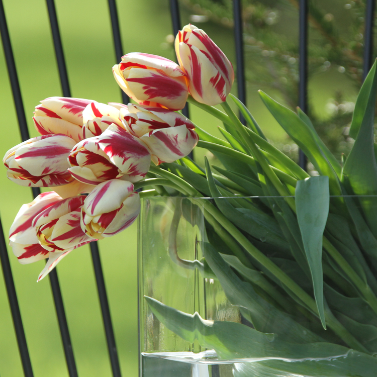 Tulip Triumph Grand Perfection