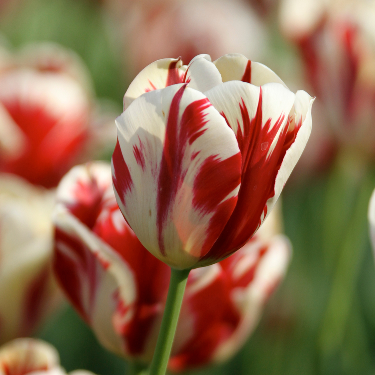 Tulip Triumph Grand Perfection