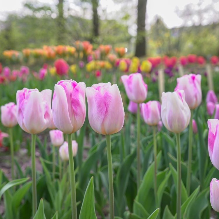 Tulip Triumph Infinity