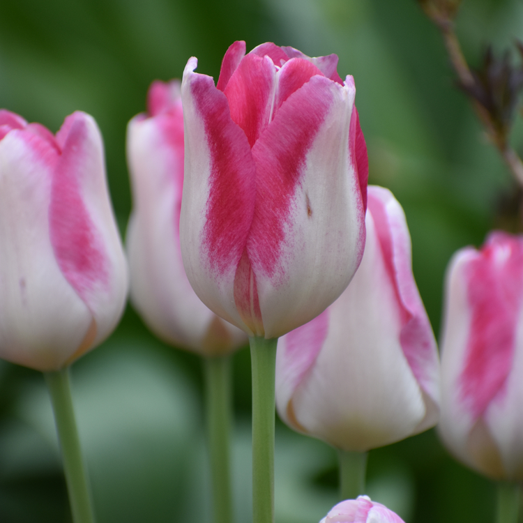 Tulip Triumph Infinity