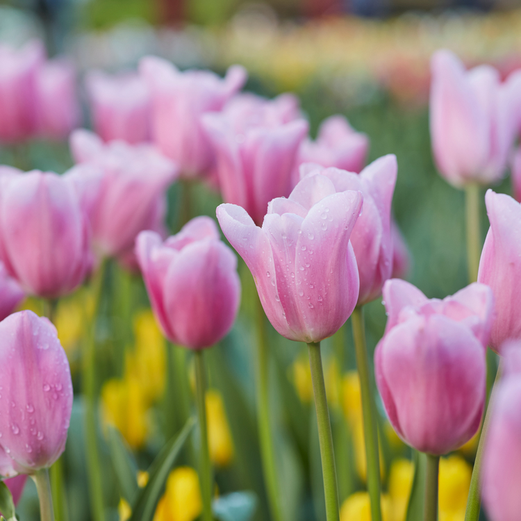 Tulip Triumph Mistress