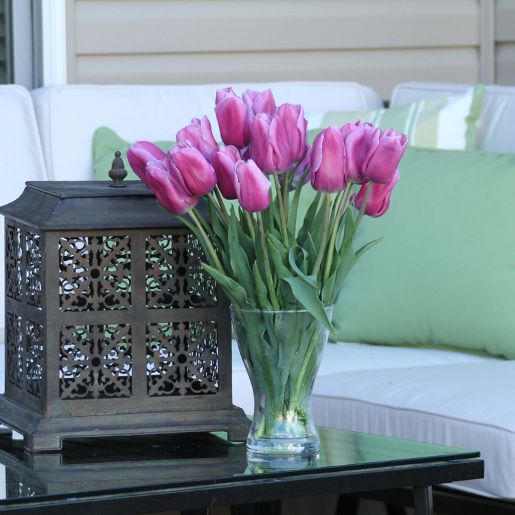 Tulip Triumph Mistress