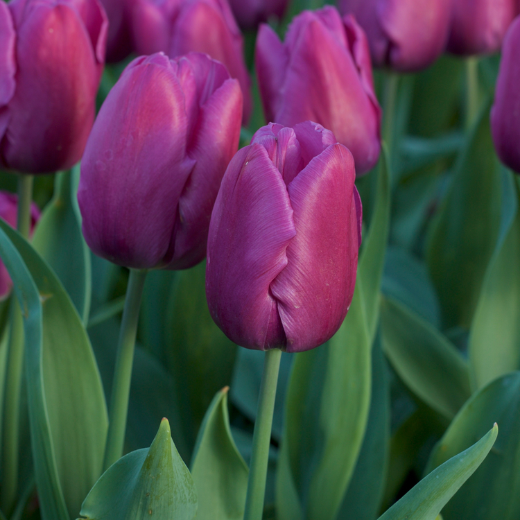 Tulip Triumph Negrita