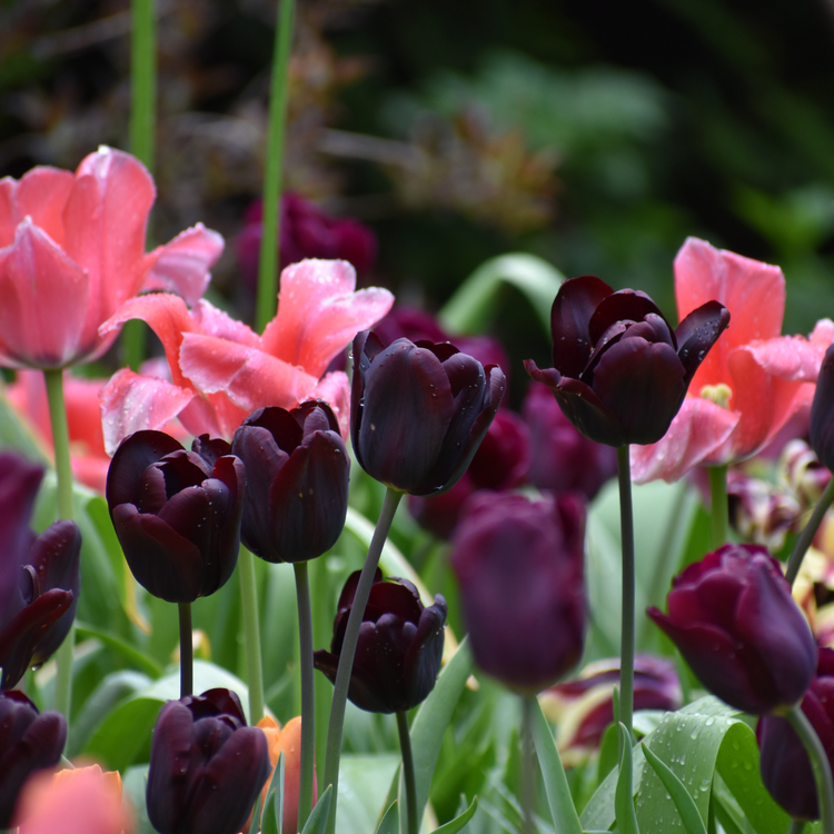 Tulip Triumph Paul Scherer