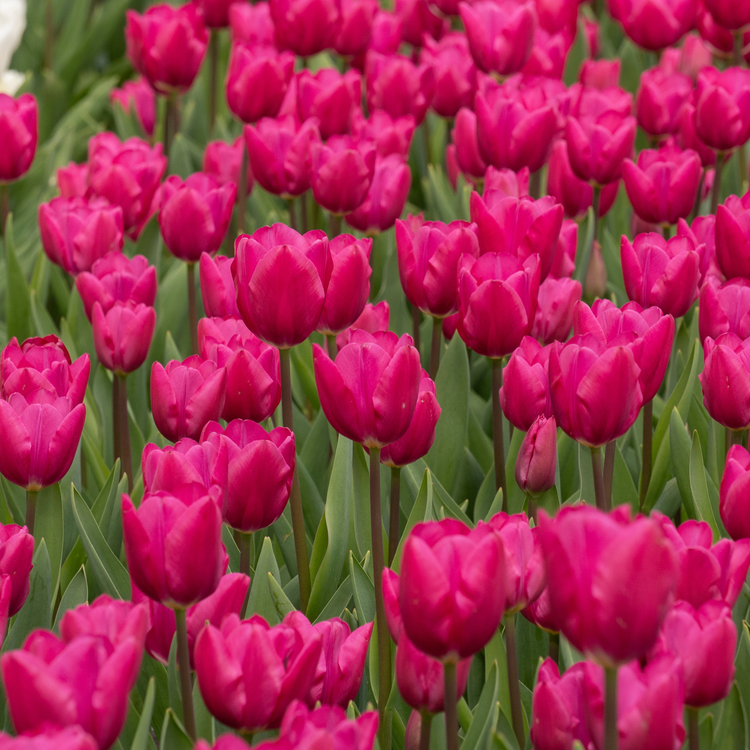 Tulip Triumph Pink Ardour