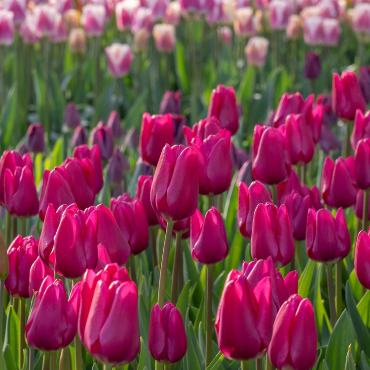 Tulip Triumph Pink Ardour