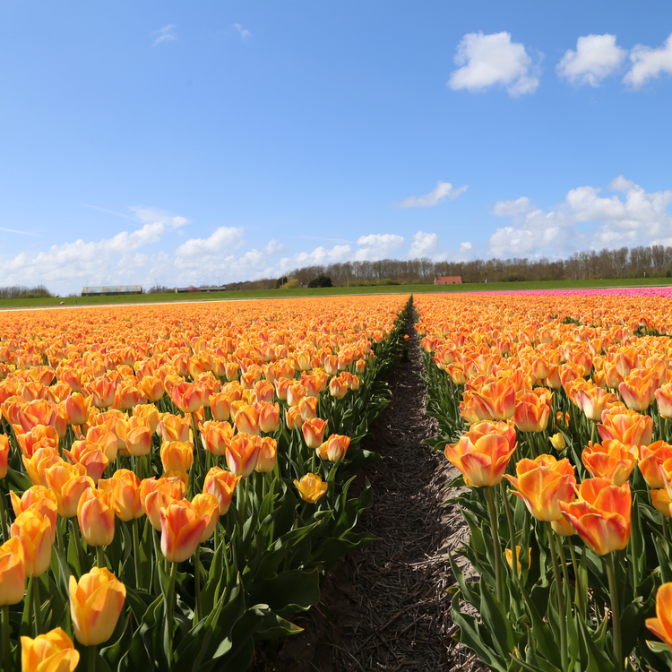 Tulip Triumph Salmon Dynasty