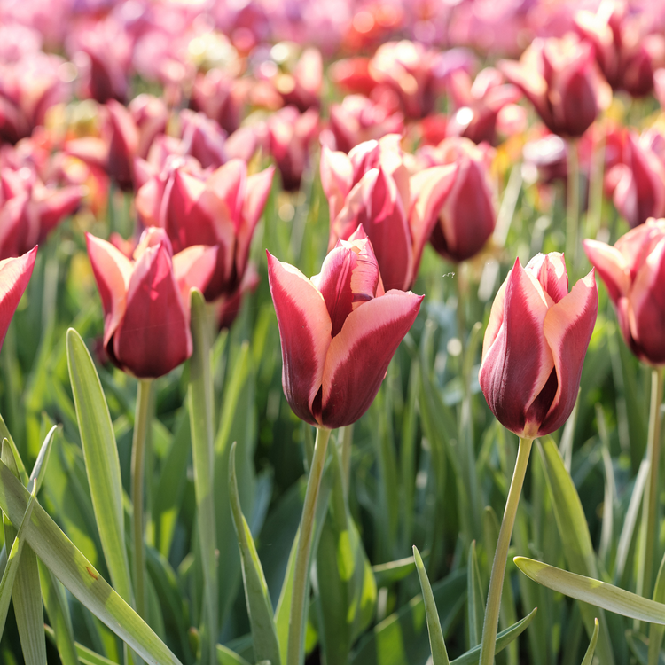 Tulip Triumph Slawa