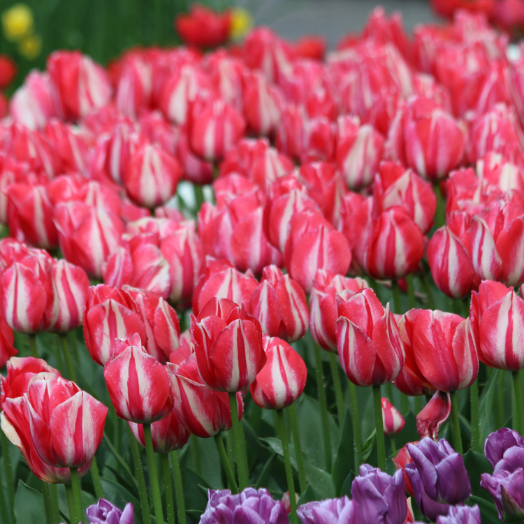 Tulip Triumph Spryng Break