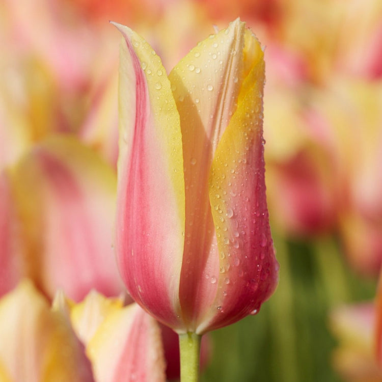 Tulip Single Late Blushing Lady