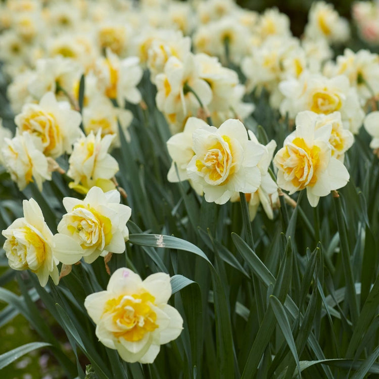 Daffodil Double Lingerie