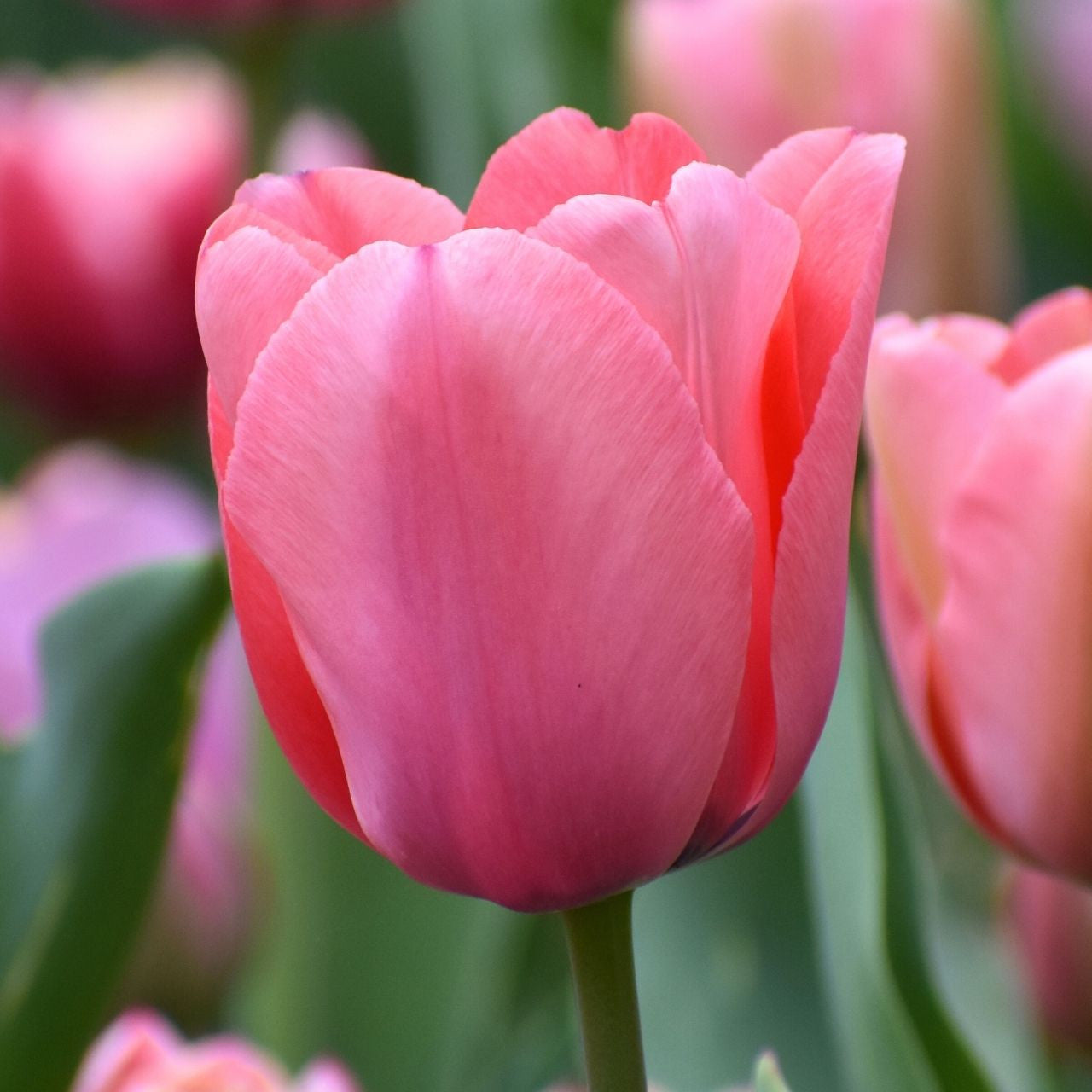 Tulip Darwin Hybrid Pink Impression - 20 bulbs - Longfield Gardens