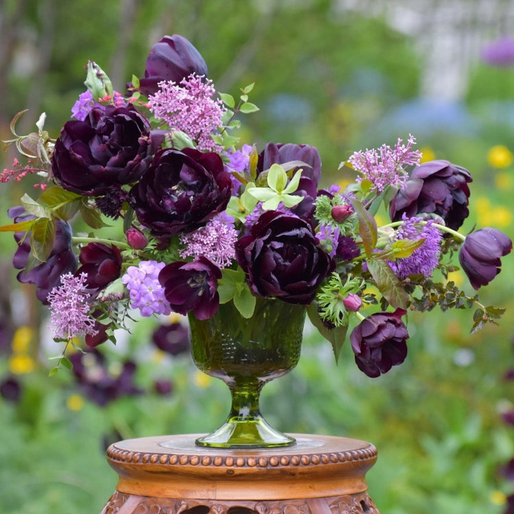 Tulip Single Late Queen of Night