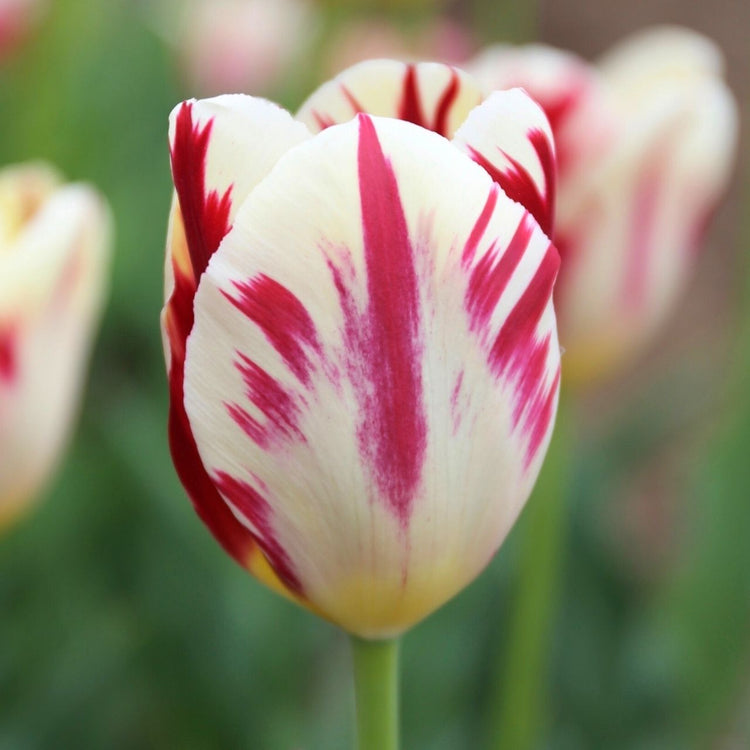 Tulip Triumph Grand Perfection