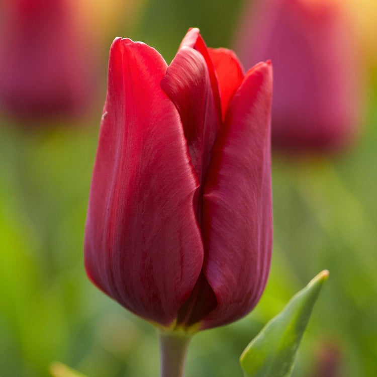 Tulip Triumph Holland Red