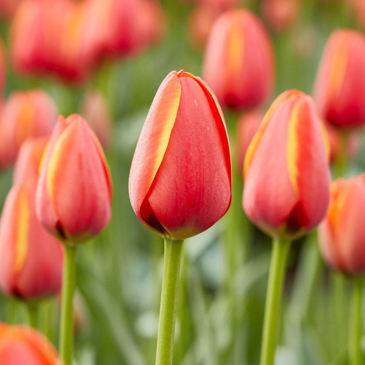 Tulip Darwin Hybrid Ad Rem