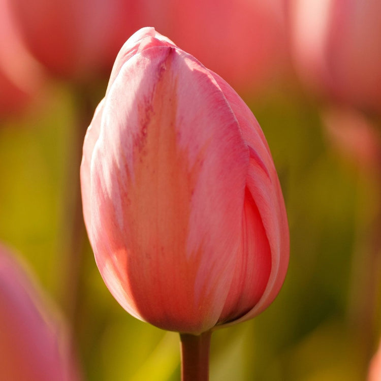 One large pink flower featuring Darwin hybrid tulip Design Impression