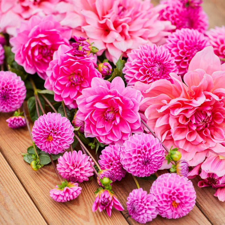 Dahlia Assorted Cherry Crush Collection