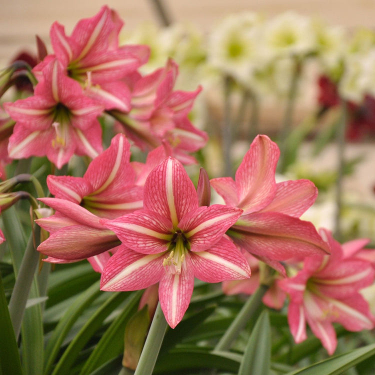 Amaryllis Single Pinkolo