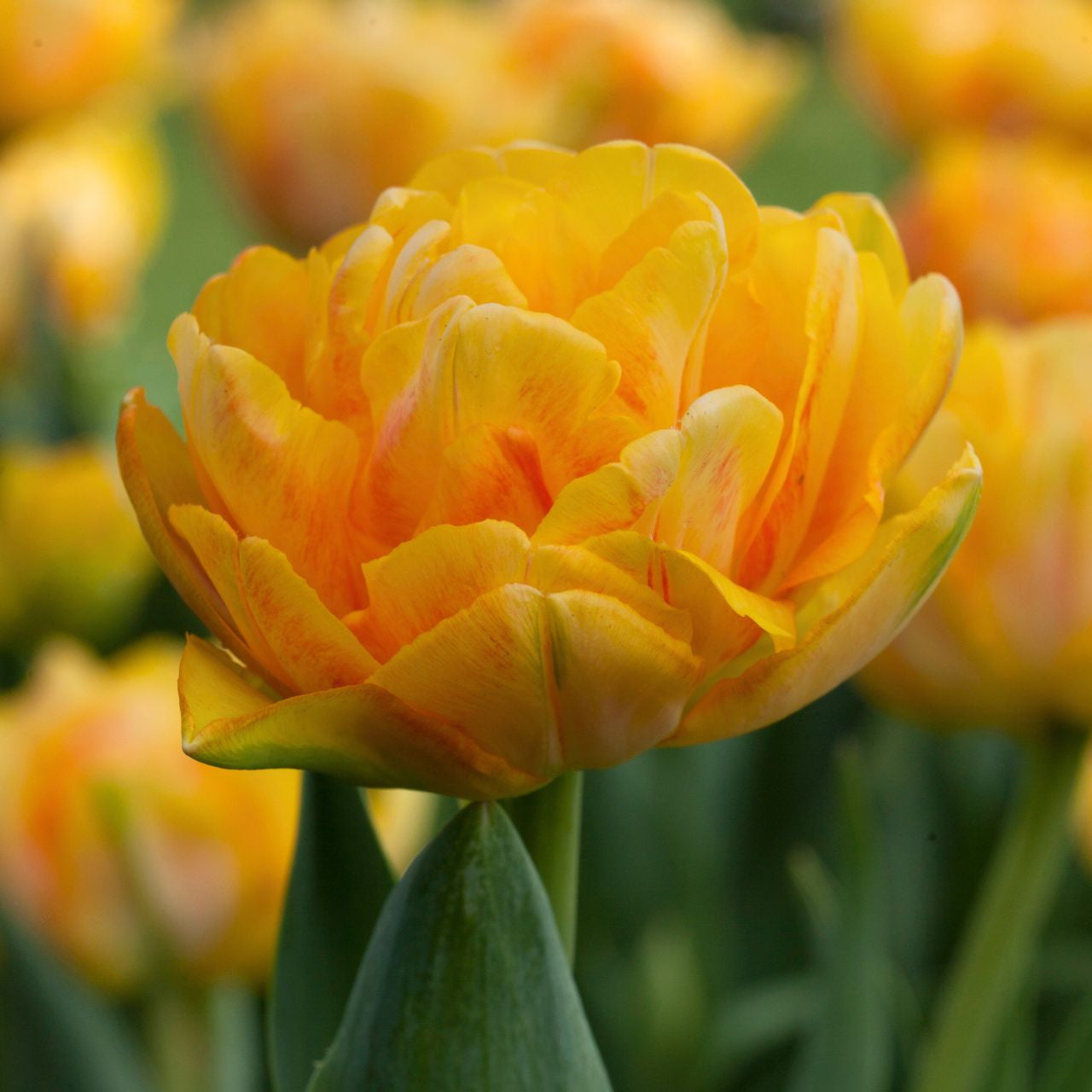 Tulip Double Early Foxy Foxtrot - 20 bulbs - Longfield Gardens