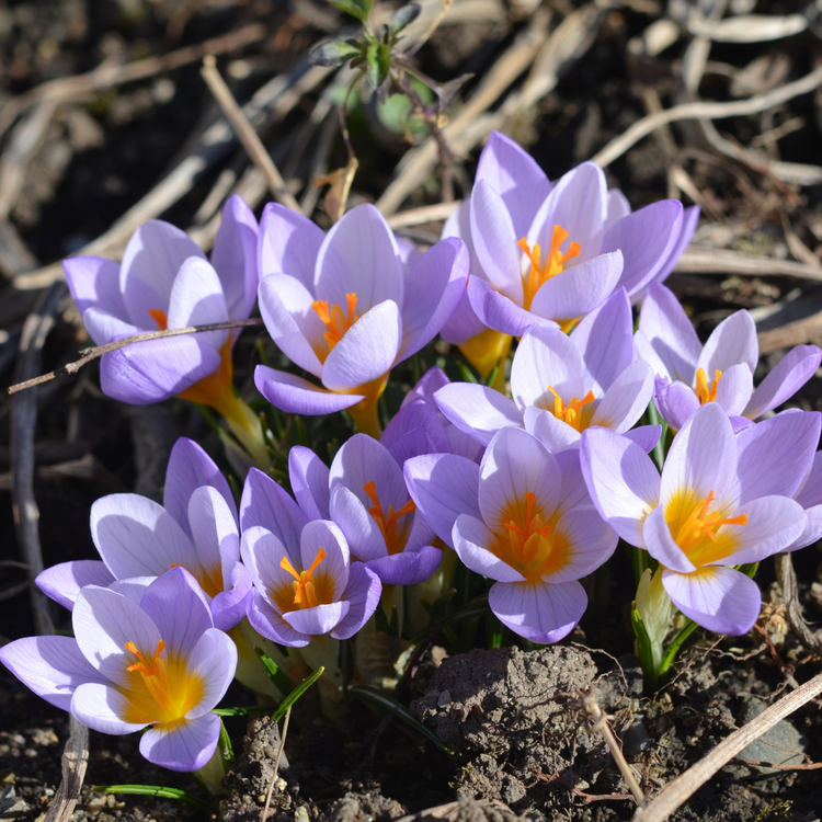 Crocus Species Firefly