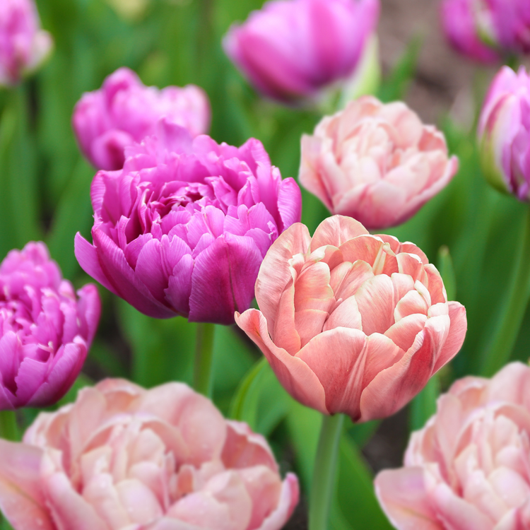 Tulip Double Late La Belle Epoque & Blue Spectacle