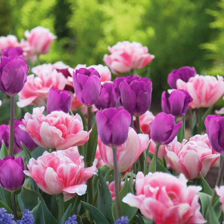 Tulip Assorted Purple Flag & Foxtrot