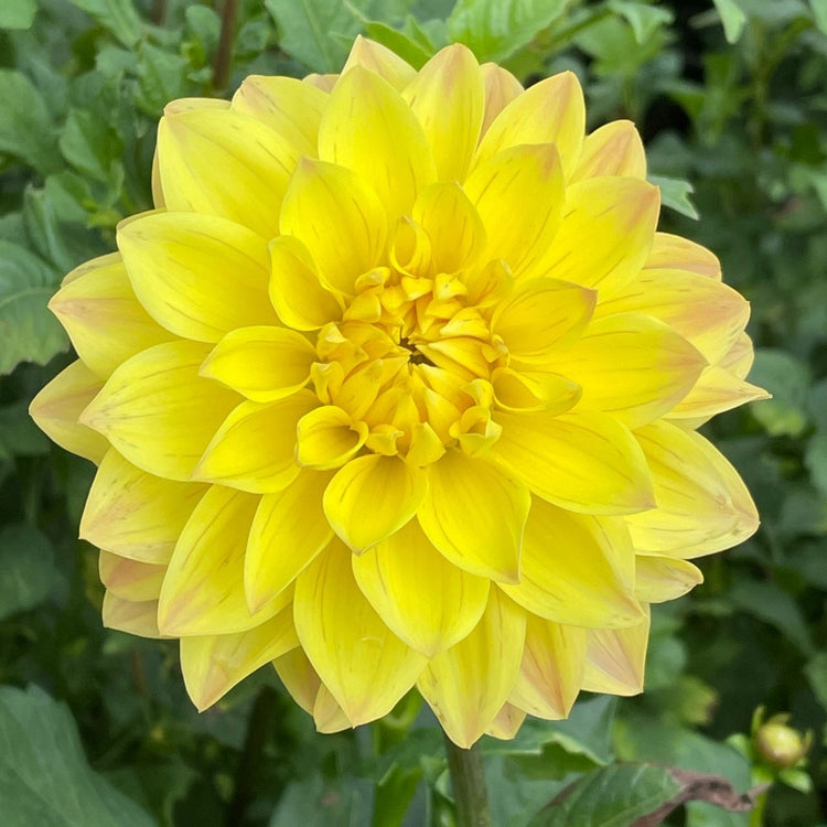 Dahlia Decorative American Sun