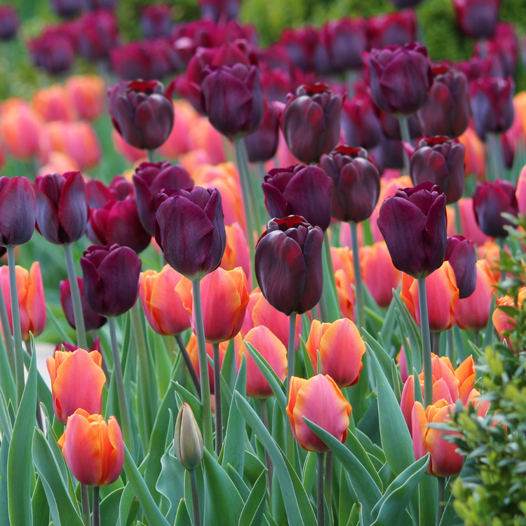 Tulip Triumph Continental & Jimmy