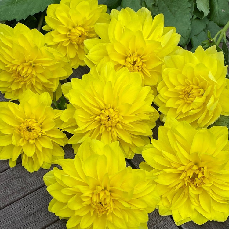 A loose bouquet of brilliant yellow American Sun dahlias lying on a wooden table.